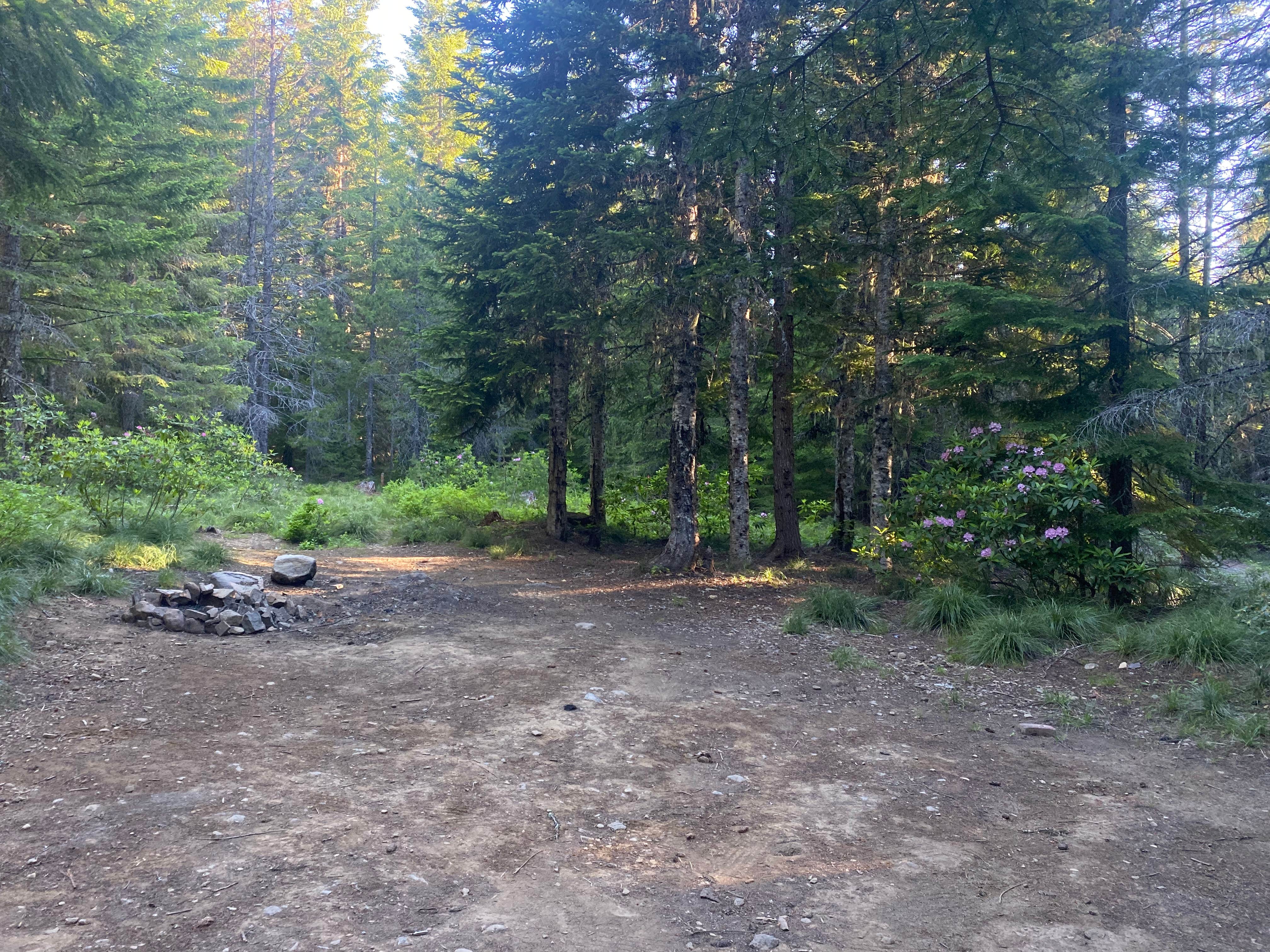 Camper submitted image from Mount Hood National Forest - NF 2656 -Dispersed Camping - 2