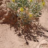 Review photo of Goblin Valley State Park by Steven M., July 19, 2022