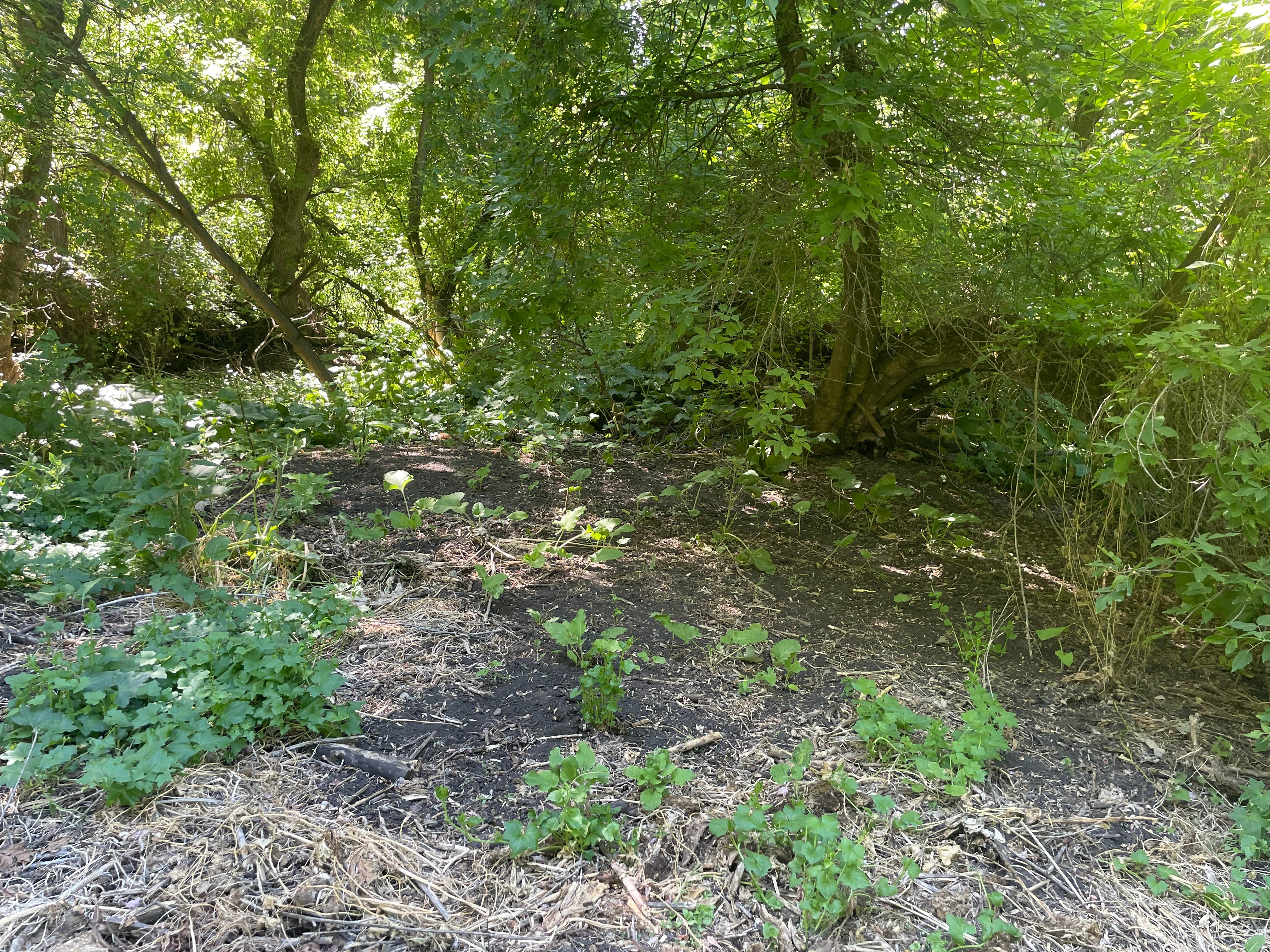 Camper submitted image from Secluded Maple Creek River Bottoms - 2