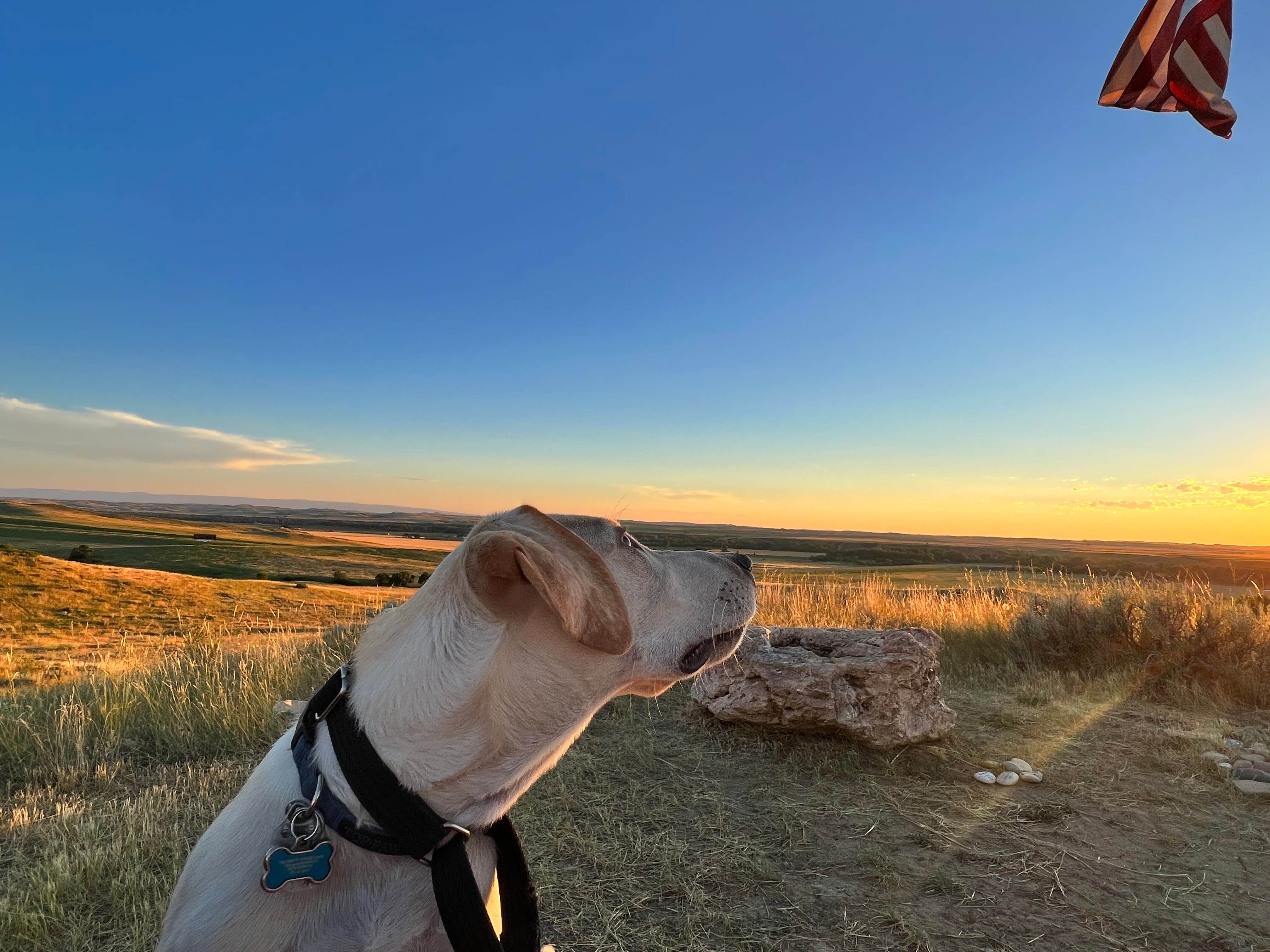 Maggie  C.'s photo of camping with pets at 7th Ranch RV Park in Montana