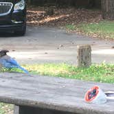 Review photo of Grizzly Creek Redwoods State Park Campground by Suzanne P., July 20, 2018