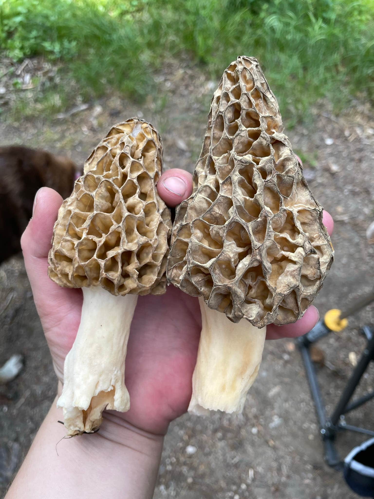 Camper-submitted photo at Walla Walla Forest Camp near Wallowa-Whitman National Forest