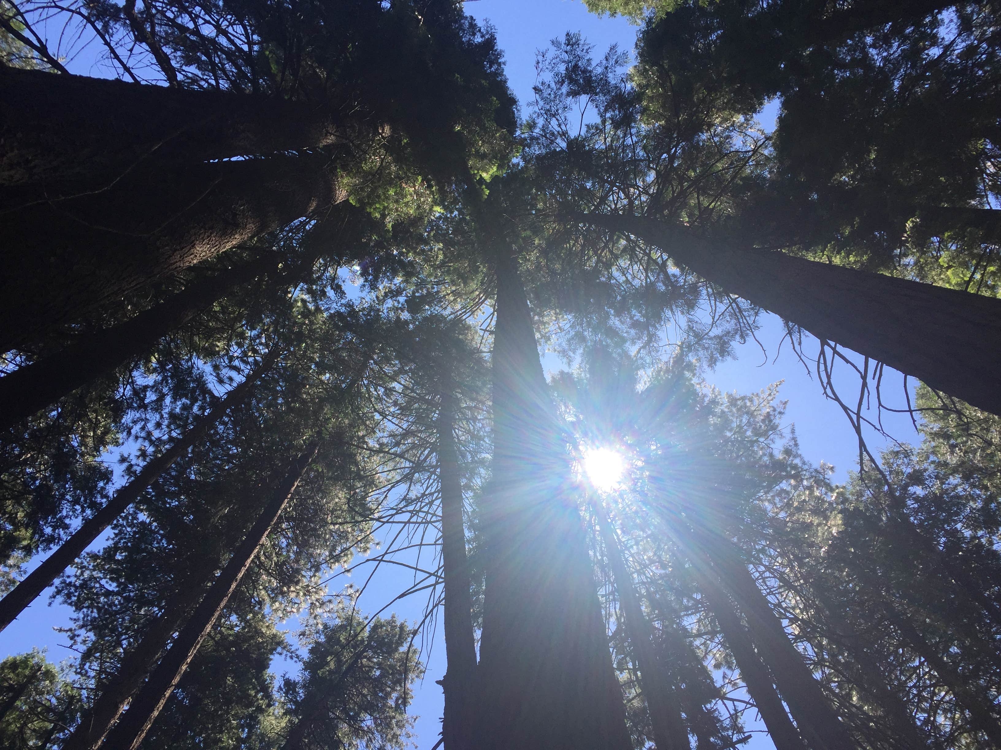 Camper-submitted photo at Mount Shasta City KOA Holiday near Callahan, CA