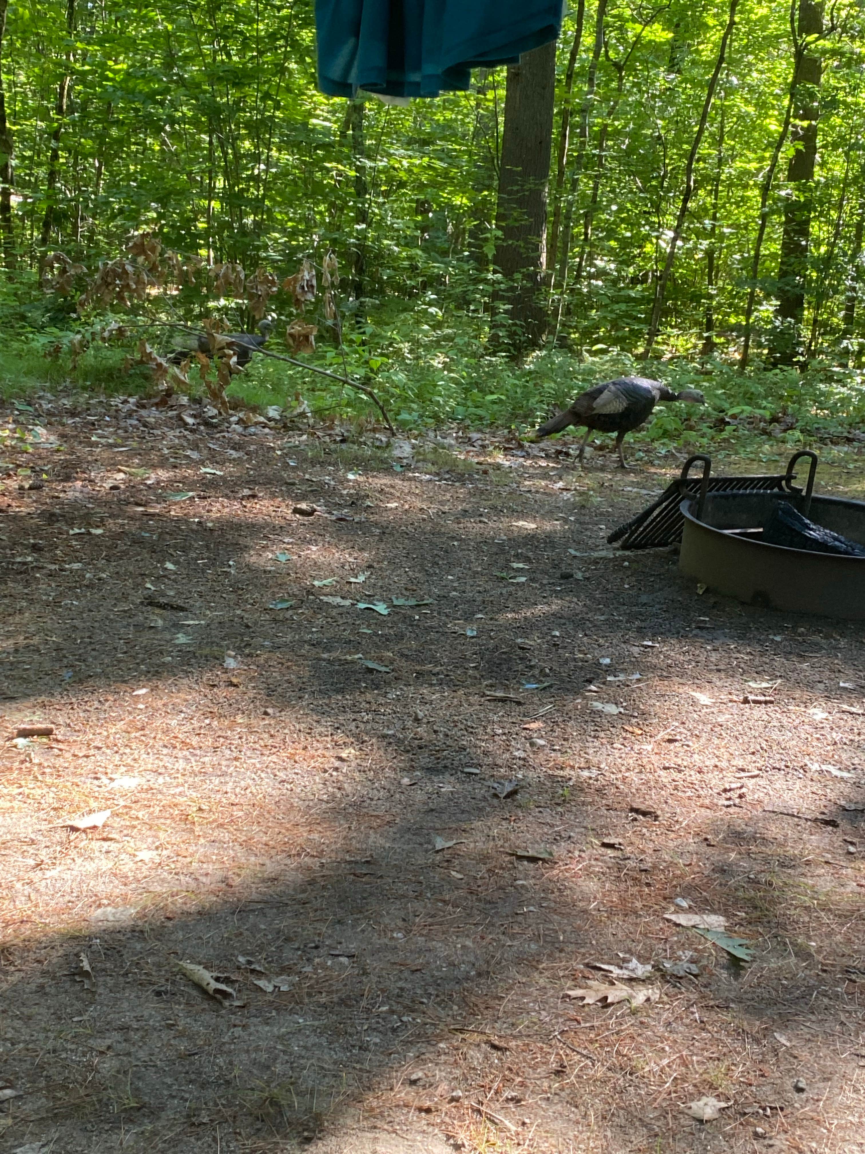 Camper submitted image from Greenfield State Park Campground - 5