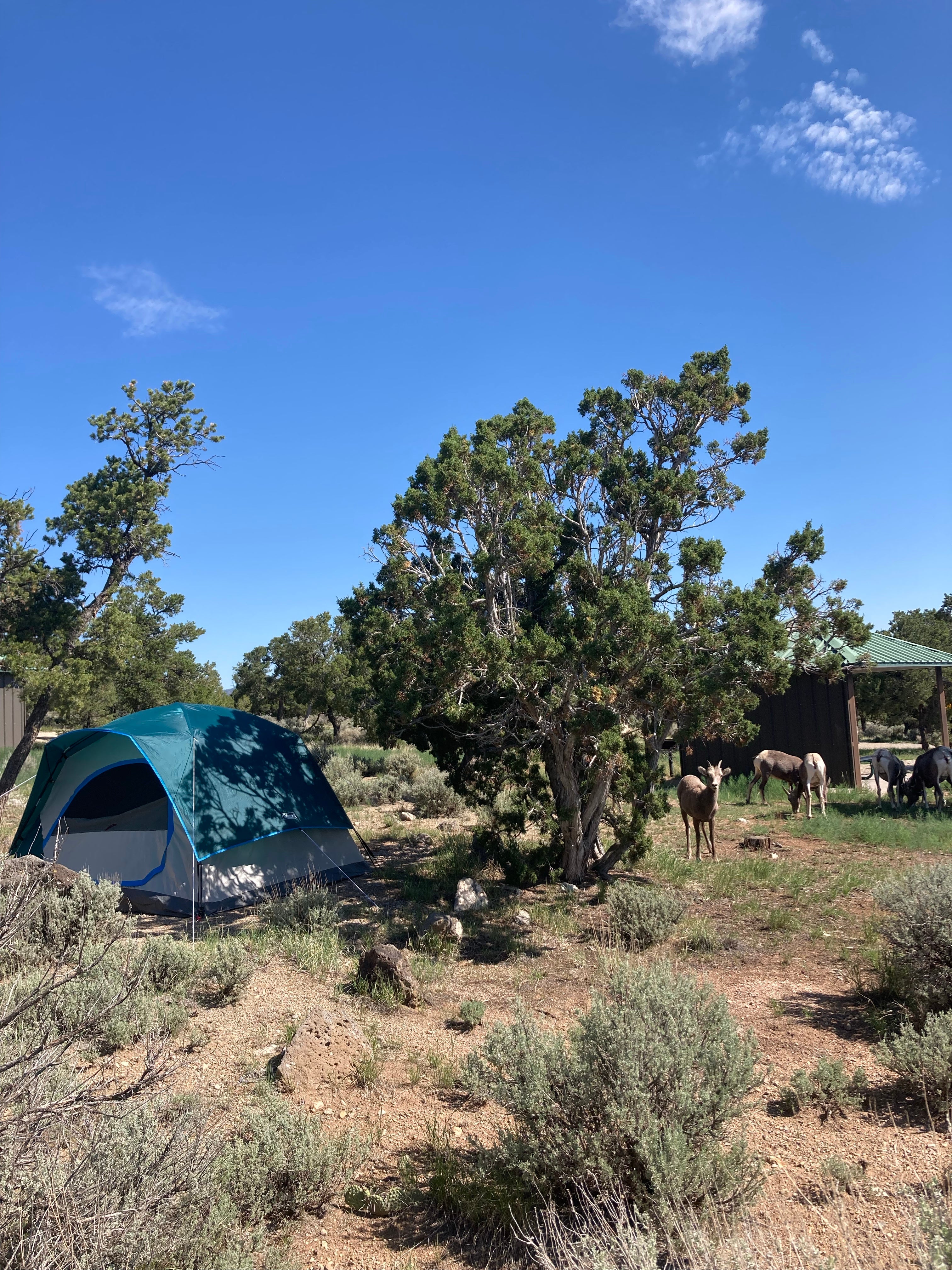 Camper submitted image from BLM Wild Rivers Recreation Area - 1
