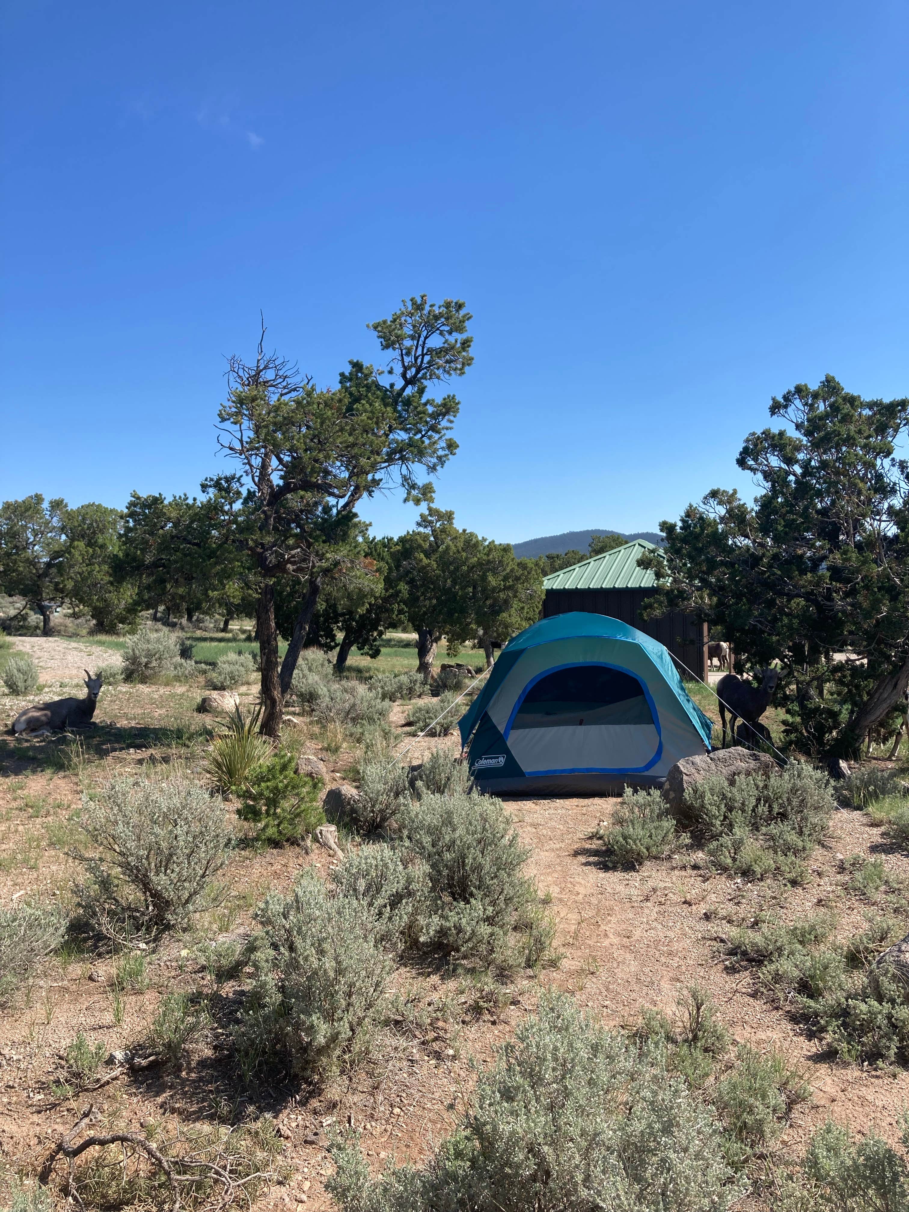 Camper-submitted photo at BLM Wild Rivers Recreation Area near Arroyo Hondo, NM