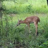 Review photo of Reed Bingham State Park Campground by Keith R., July 20, 2022