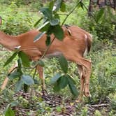 Review photo of Reed Bingham State Park Campground by Keith R., July 20, 2022