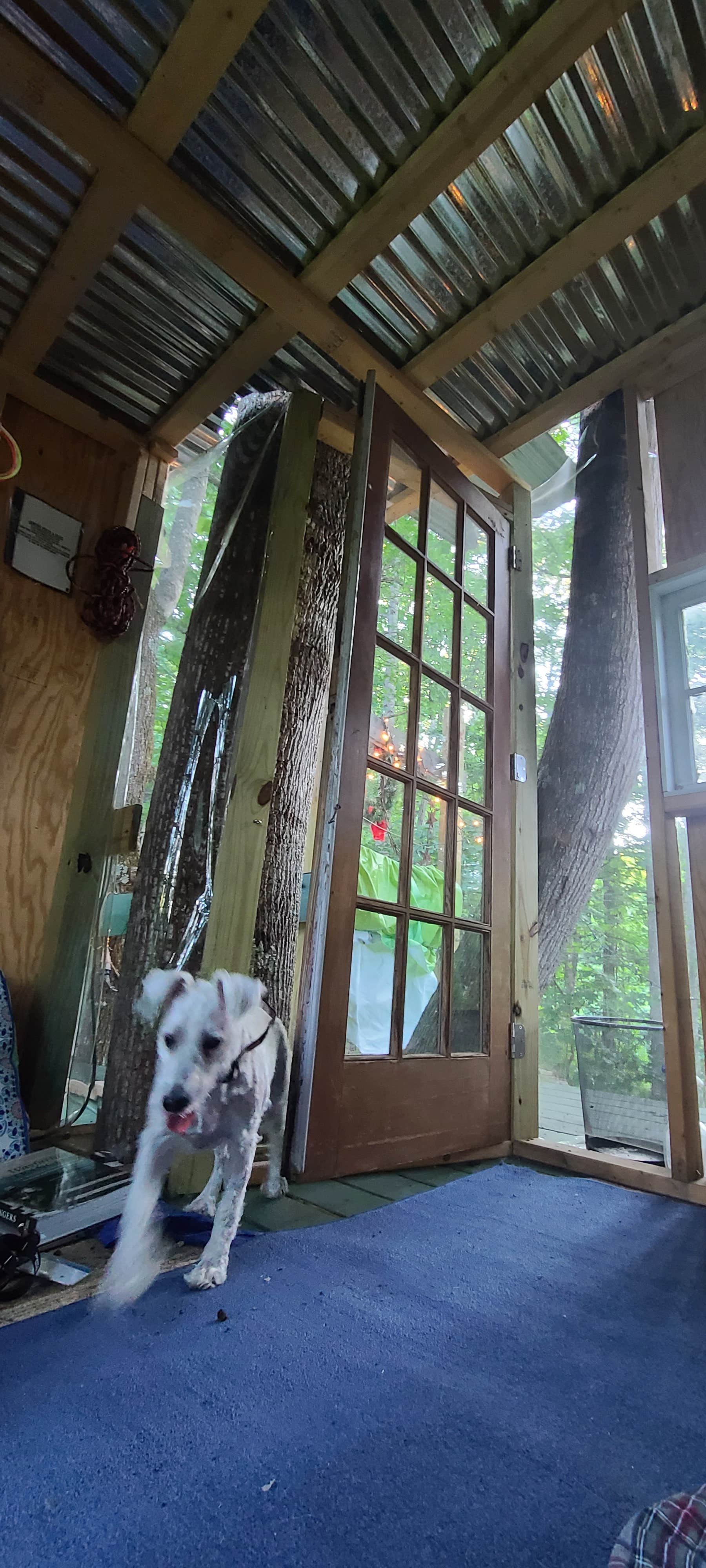 Jona H.'s photo of camping with pets at Floating Heaven near Waiteville, WV