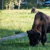 Review photo of Bridge Bay Campground — Yellowstone National Park by Justin , July 20, 2022