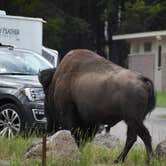 Review photo of Bridge Bay Campground — Yellowstone National Park by Justin , July 20, 2022