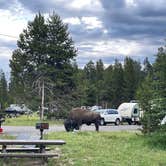 Review photo of Bridge Bay Campground — Yellowstone National Park by Justin , July 20, 2022