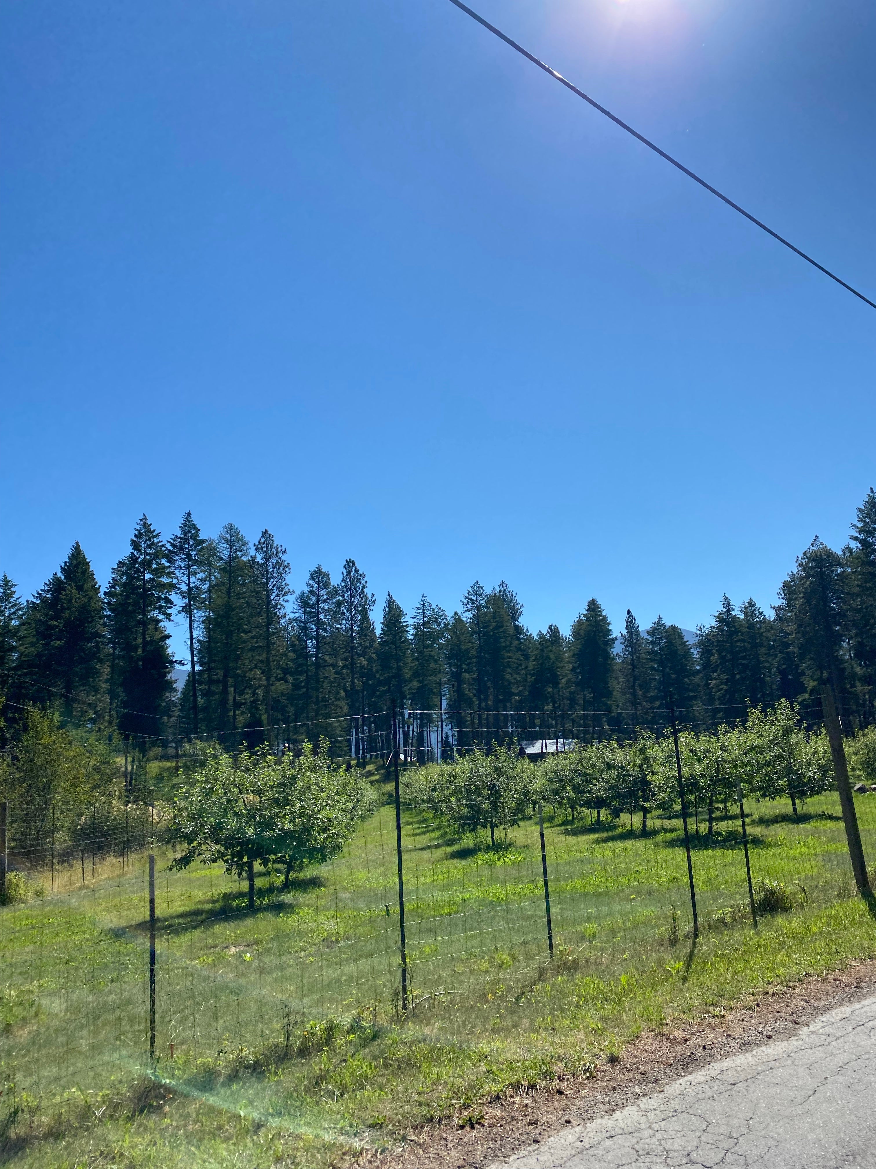 Camper submitted image from Finley Point Unit — Flathead Lake State Park - 3