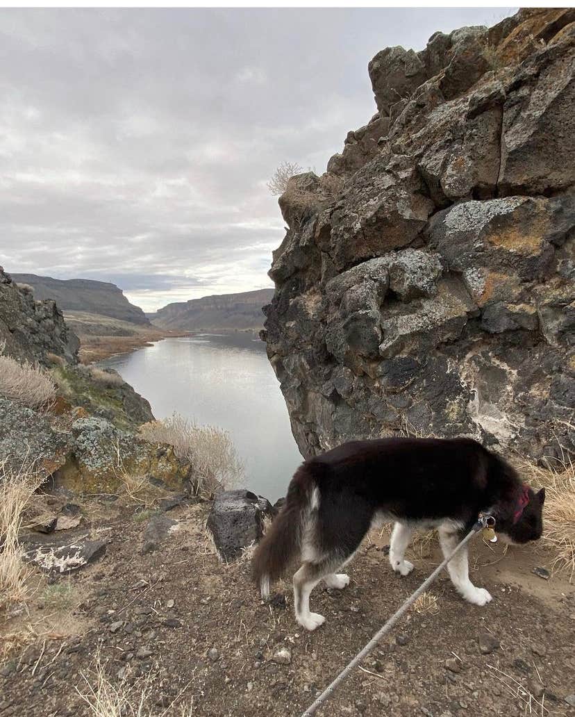 Alyssa L.'s photo of camping with pets at Swan Falls - Idaho Power near Boise, ID