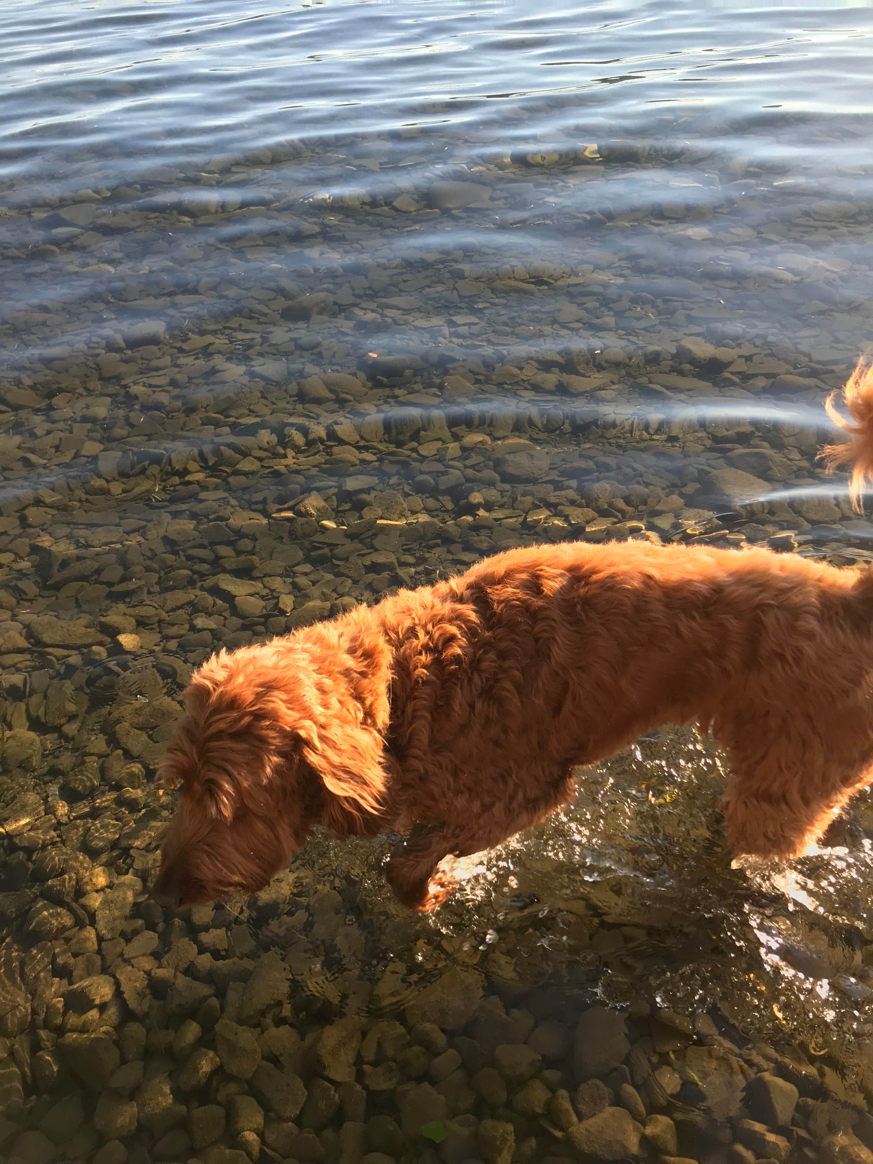 Karen G.'s photo of camping with pets at Keuka Lake State Park Campground near Tyrone, NY