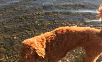 Karen G.'s photo of camping with pets at Keuka Lake State Park Campground near Canandaigua, NY