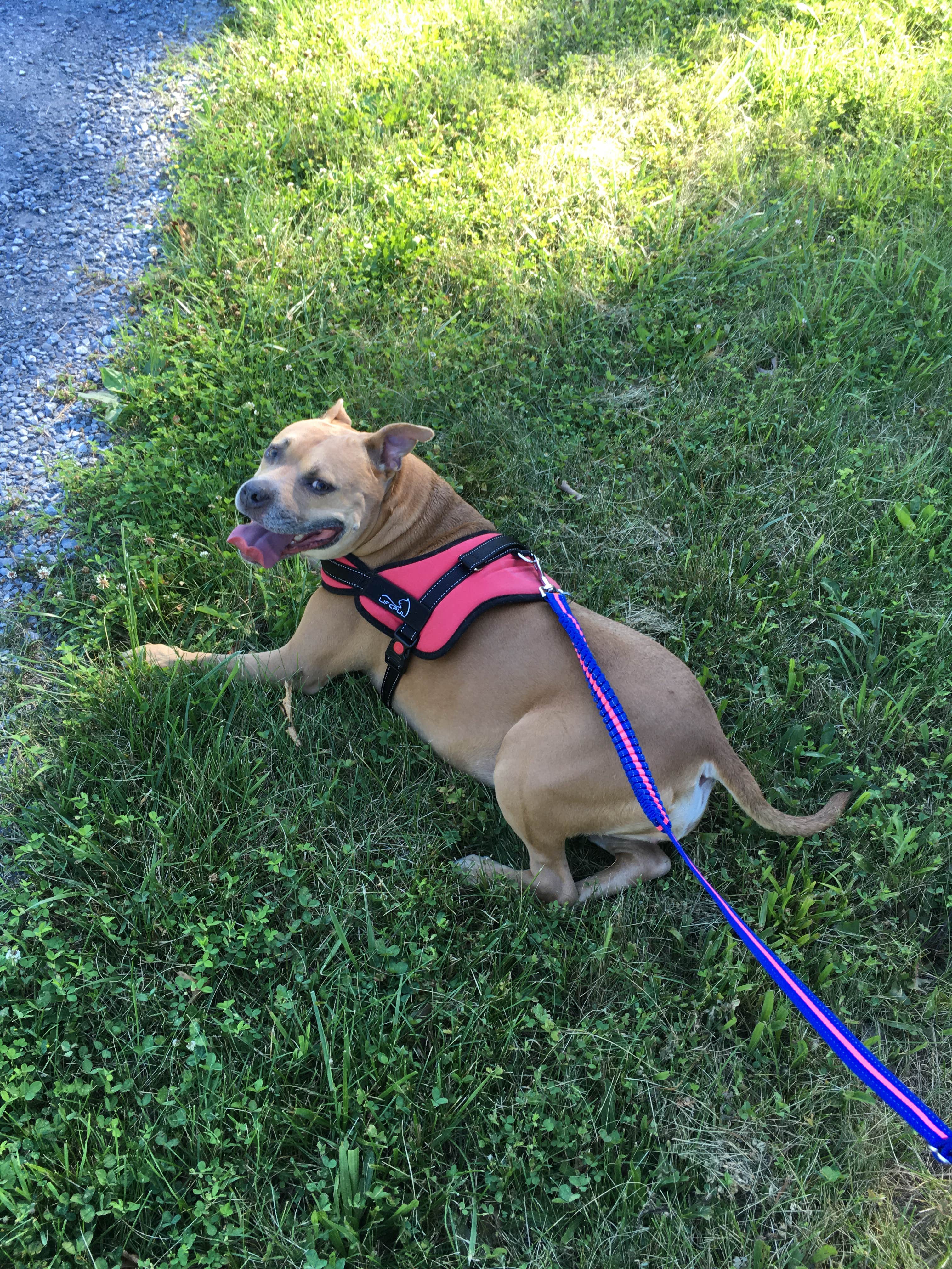 Camper-submitted photo at Primitive Camping Area — Bald Eagle State Park near Lemont, PA