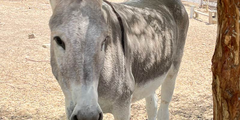 Camper submitted image from Owlbee Farm Campground