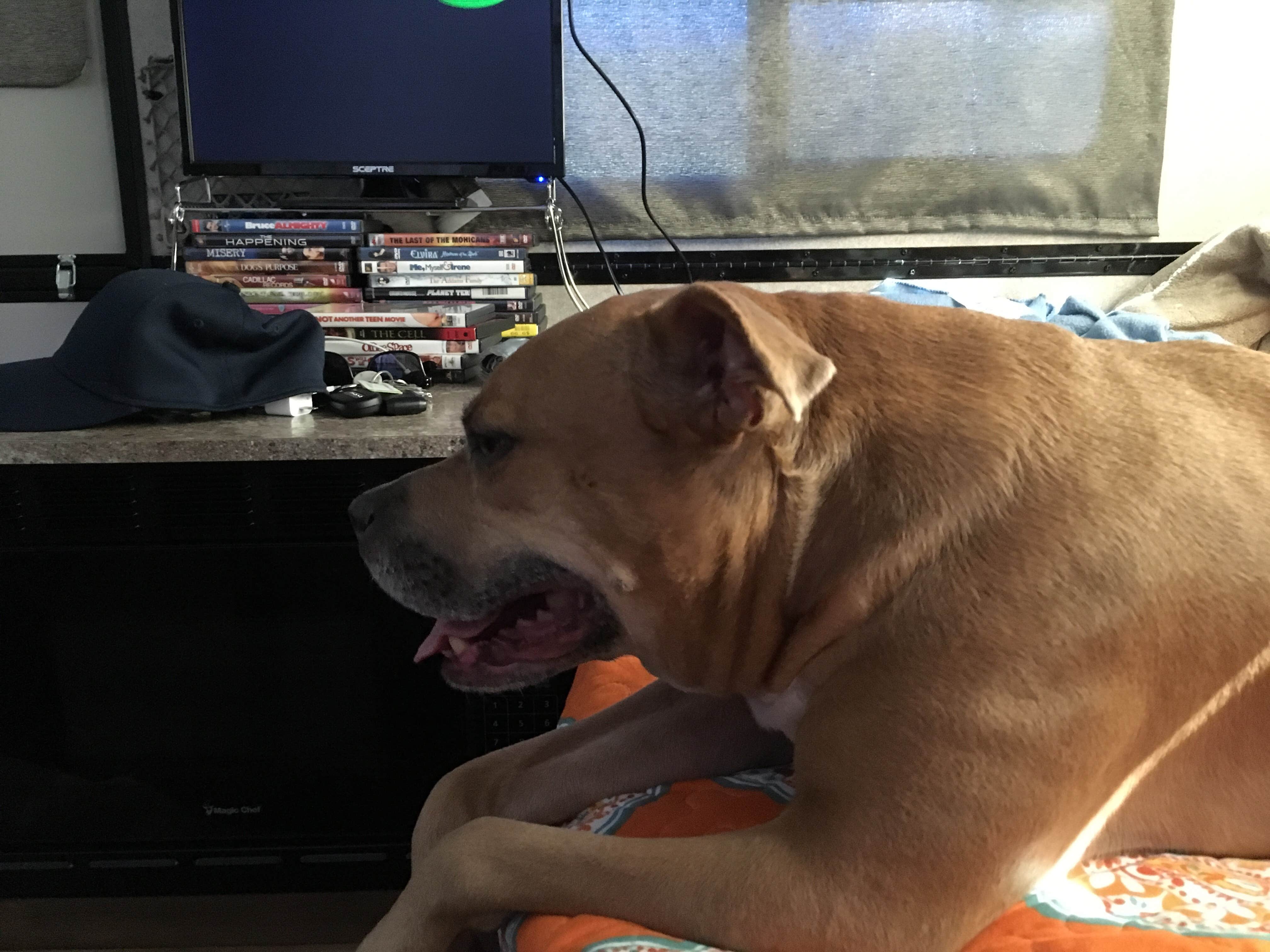 Camper-submitted photo at Primitive Camping Area — Bald Eagle State Park near Lemont, PA