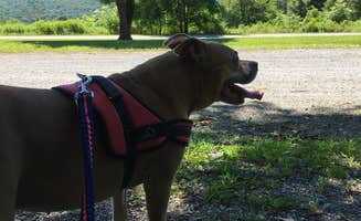 Greg A.'s photo of camping with pets at Primitive Camping Area — Bald Eagle State Park near McClure, PA