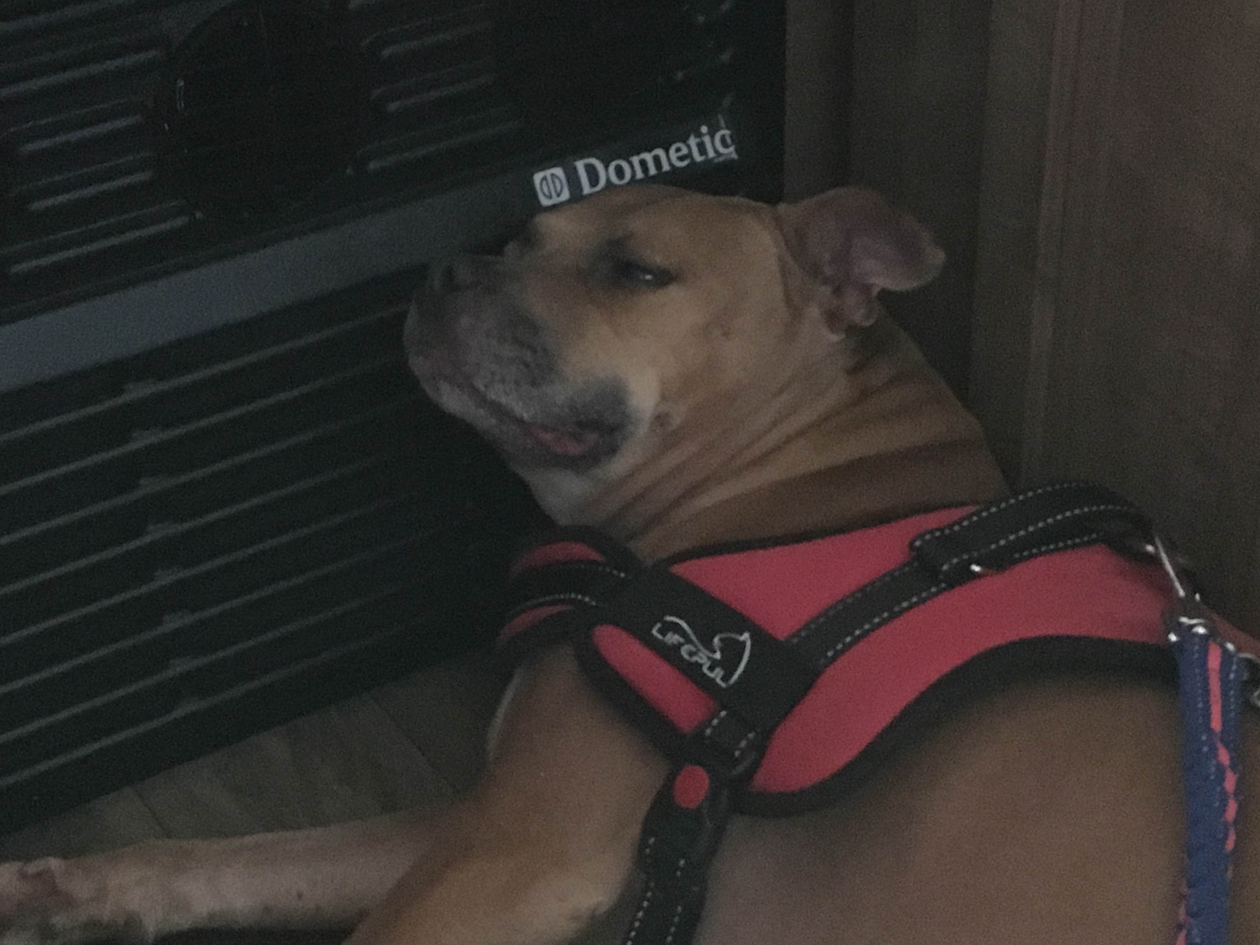 Greg A.'s photo of camping with pets at Primitive Camping Area — Bald Eagle State Park near Pennsylvania Furnace, PA