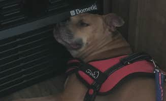 Greg A.'s photo of camping with pets at Primitive Camping Area — Bald Eagle State Park near Snow Shoe, PA