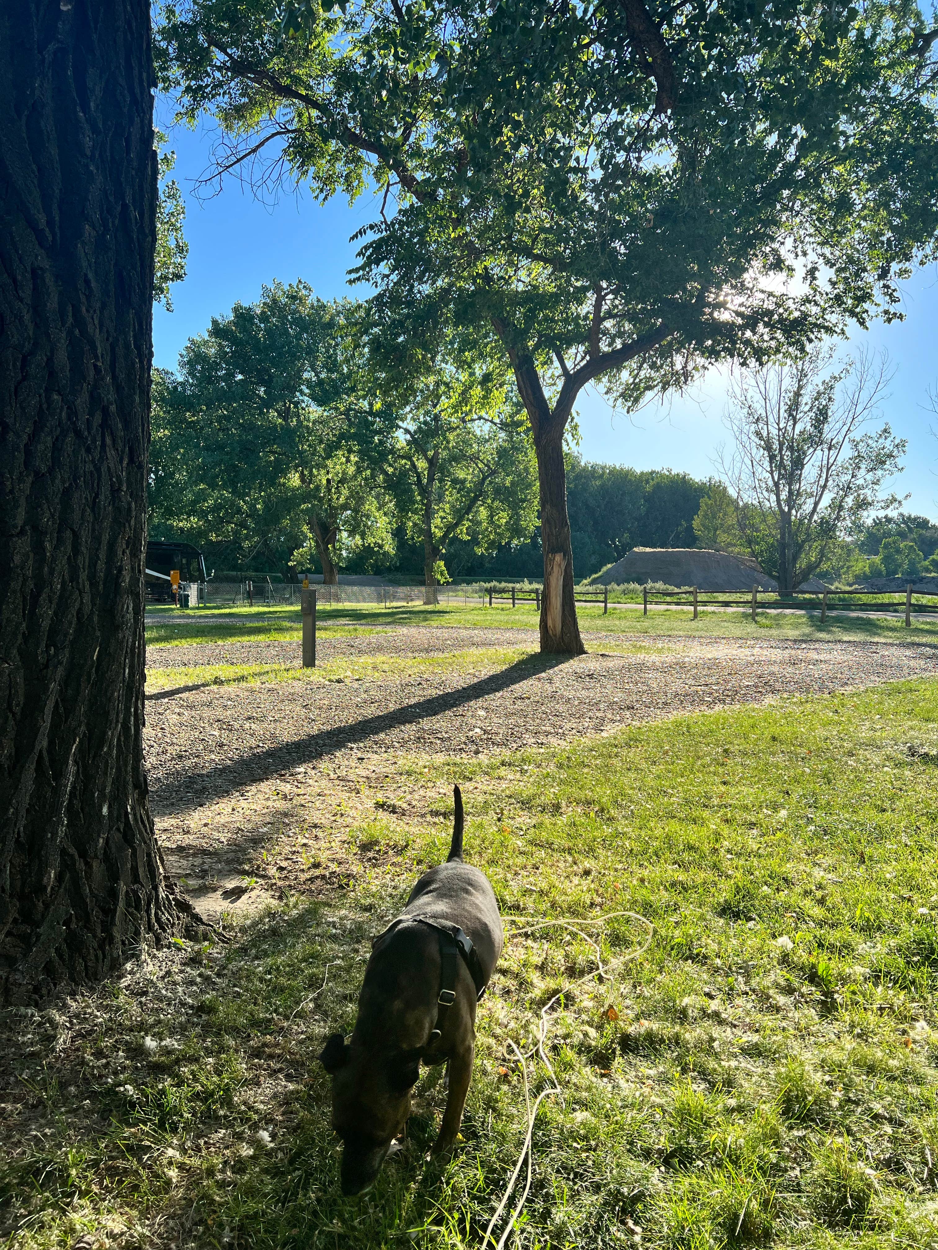 Corrie's photo of camping with pets at Miles City KOA in Montana
