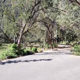 Review photo of Upper Lehman Creek Campground — Great Basin National Park by Dexter I., July 21, 2022