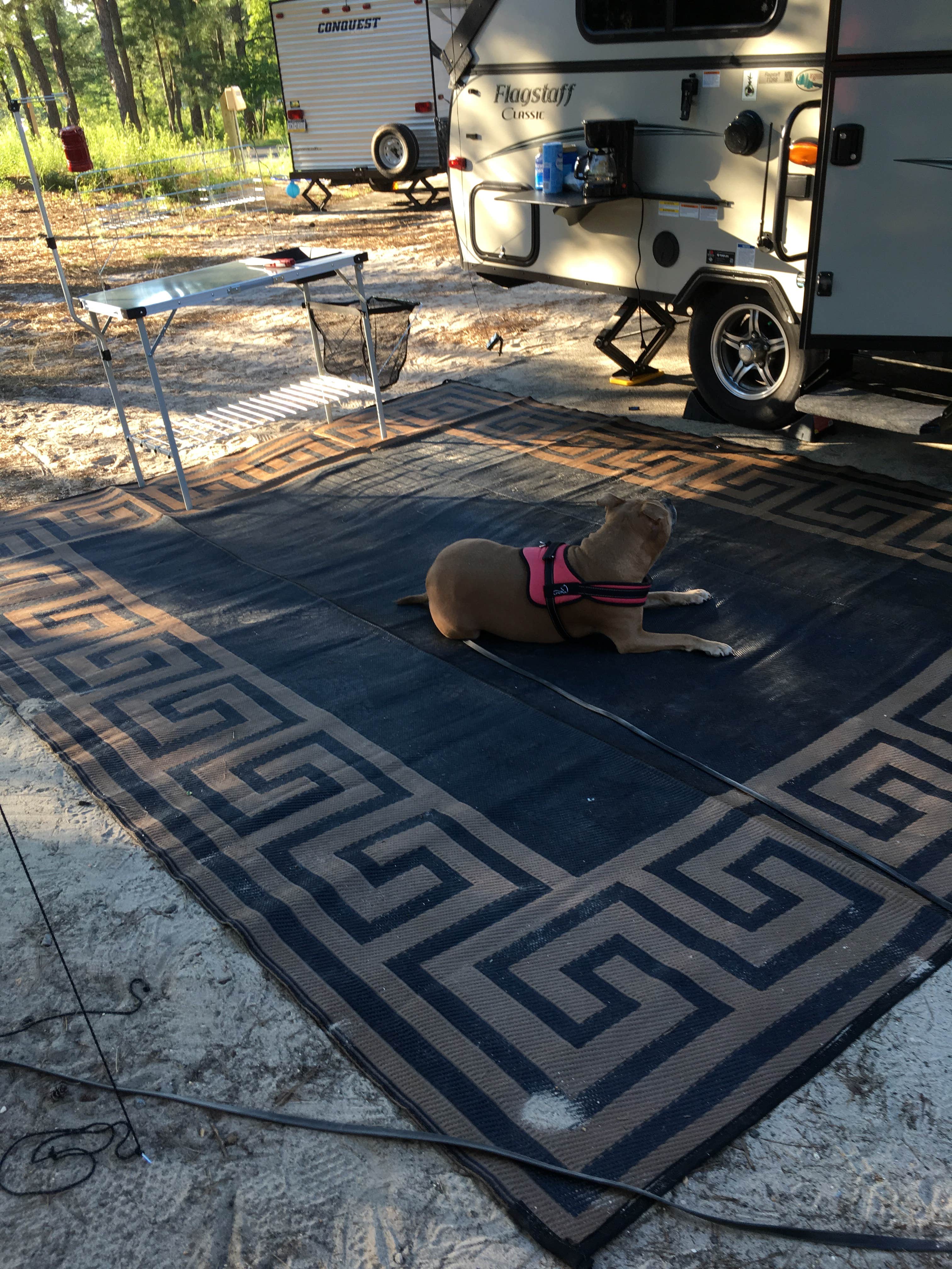Greg A.'s photo of camping with pets at Cape Henlopen State Park Campground near Lewes, DE