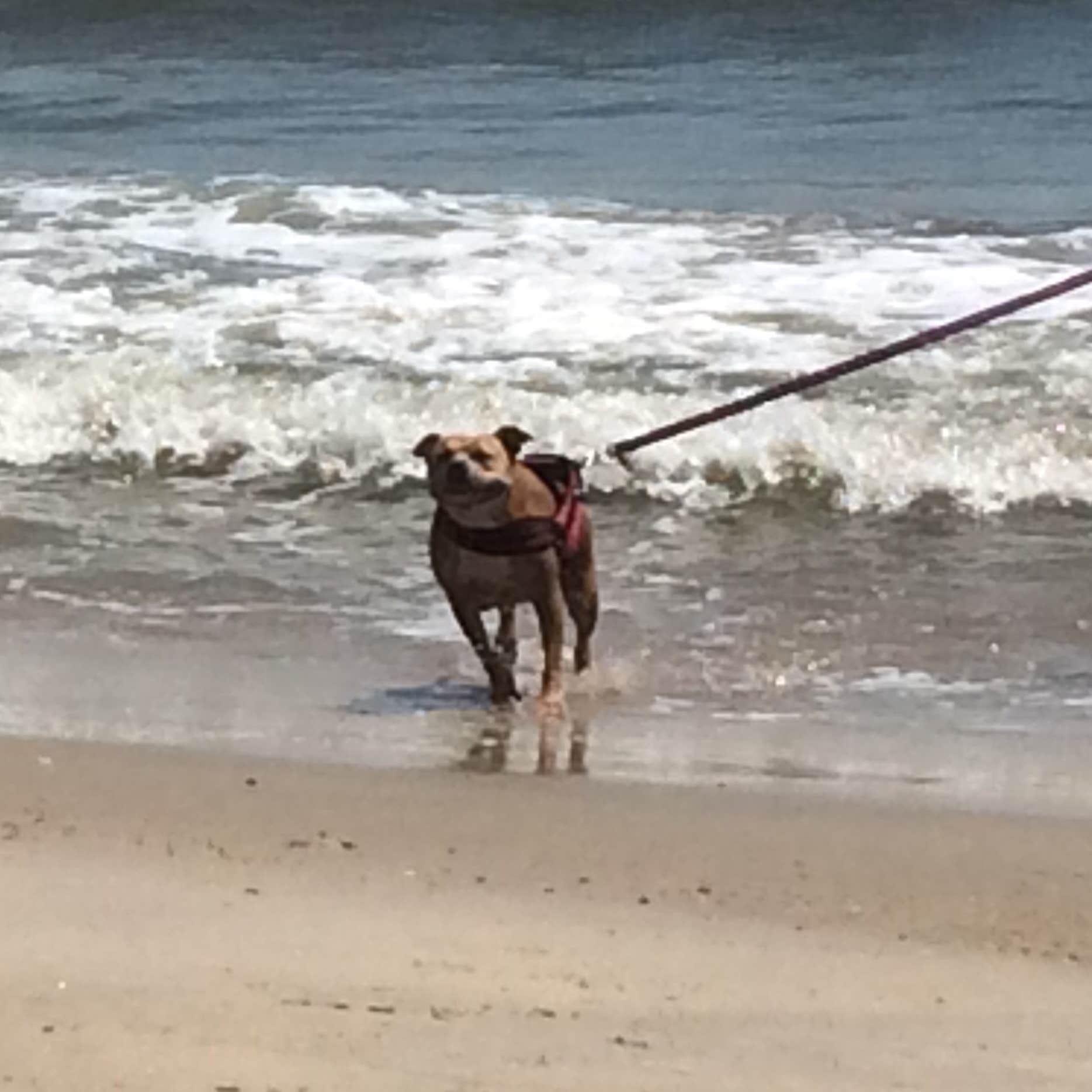 Camper-submitted photo at Cape Henlopen State Park Campground near Downe, NJ