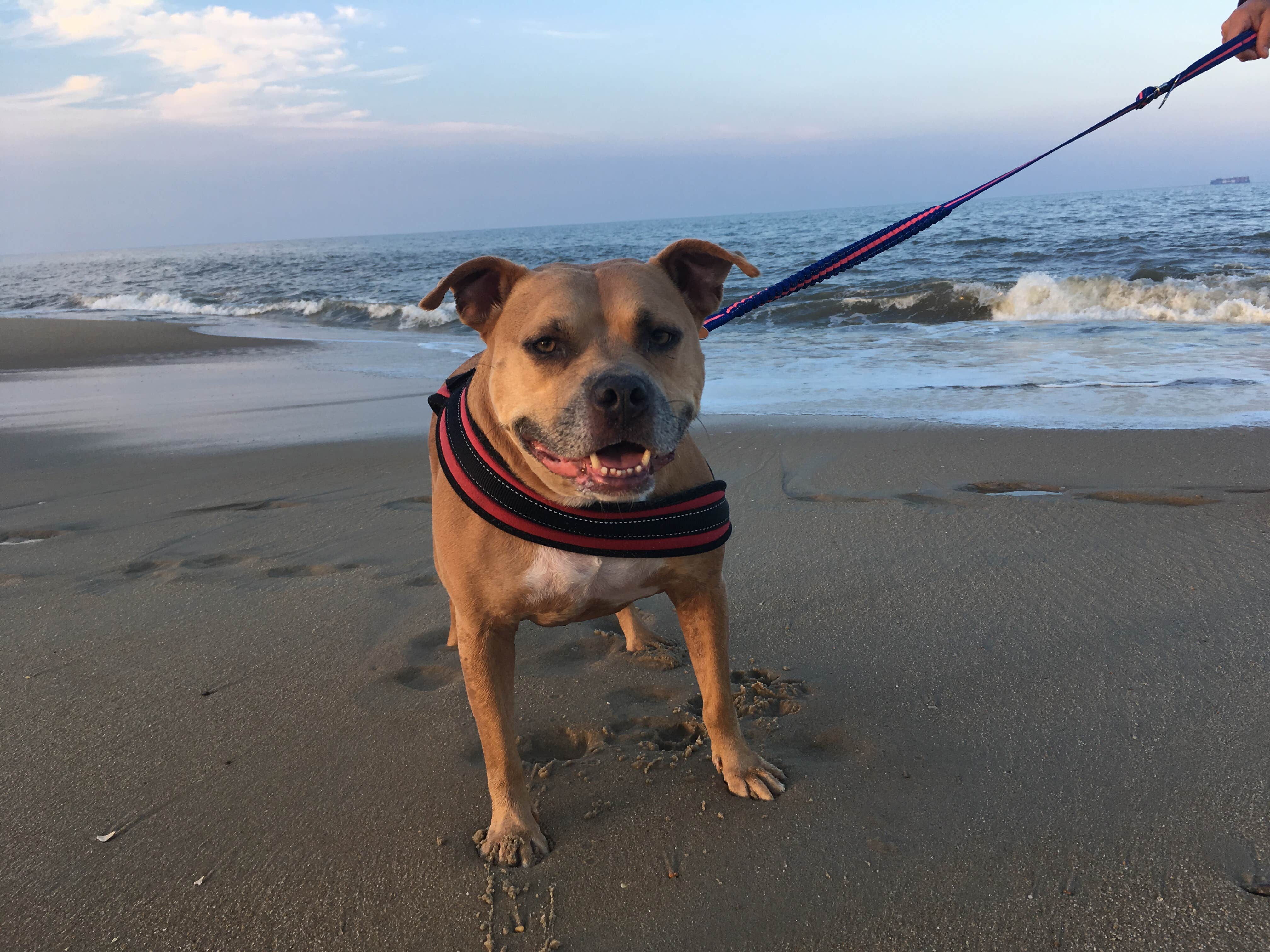 Greg A.'s photo of camping with pets at Cape Henlopen State Park Campground in Delaware
