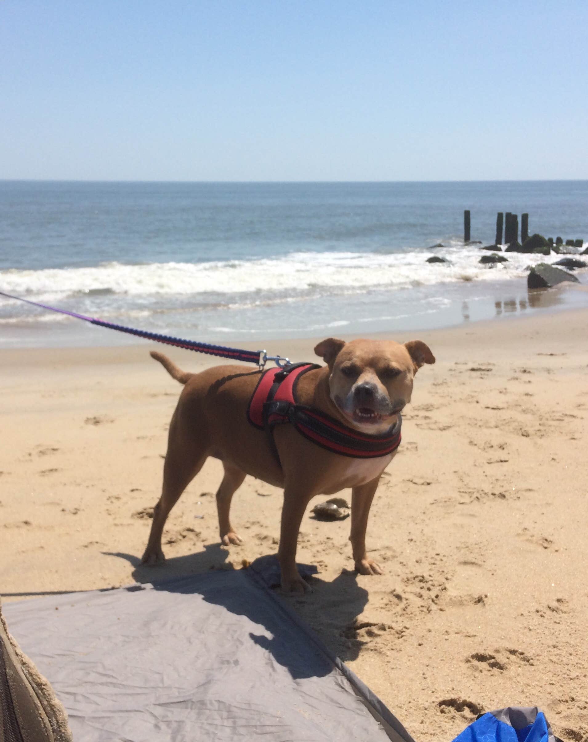 Greg A.'s photo of camping with pets at Cape Henlopen State Park Campground near Lewes, DE