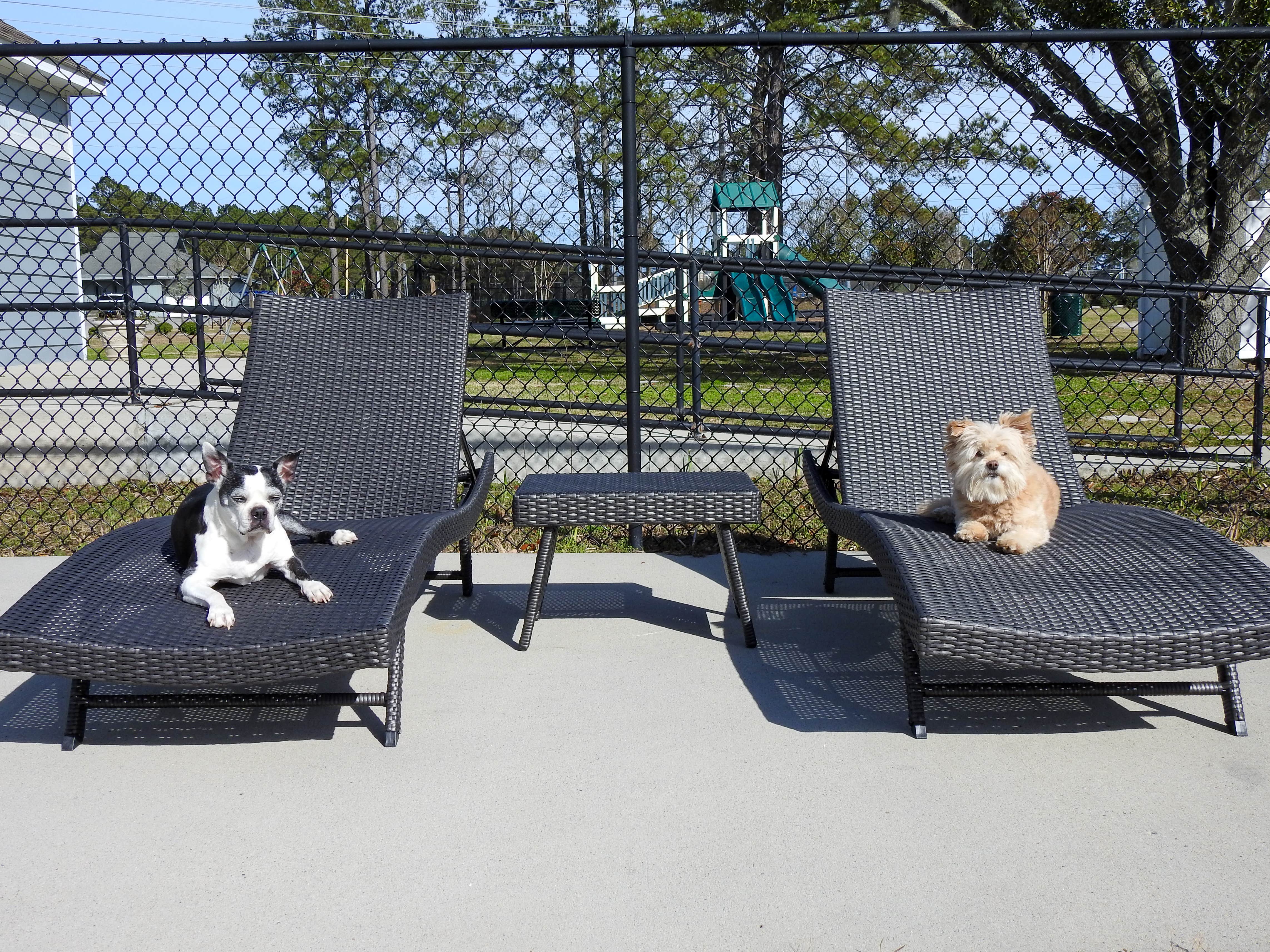 AOS M.'s photo of camping with pets at Hideaway RV Park near Murrells Inlet, SC