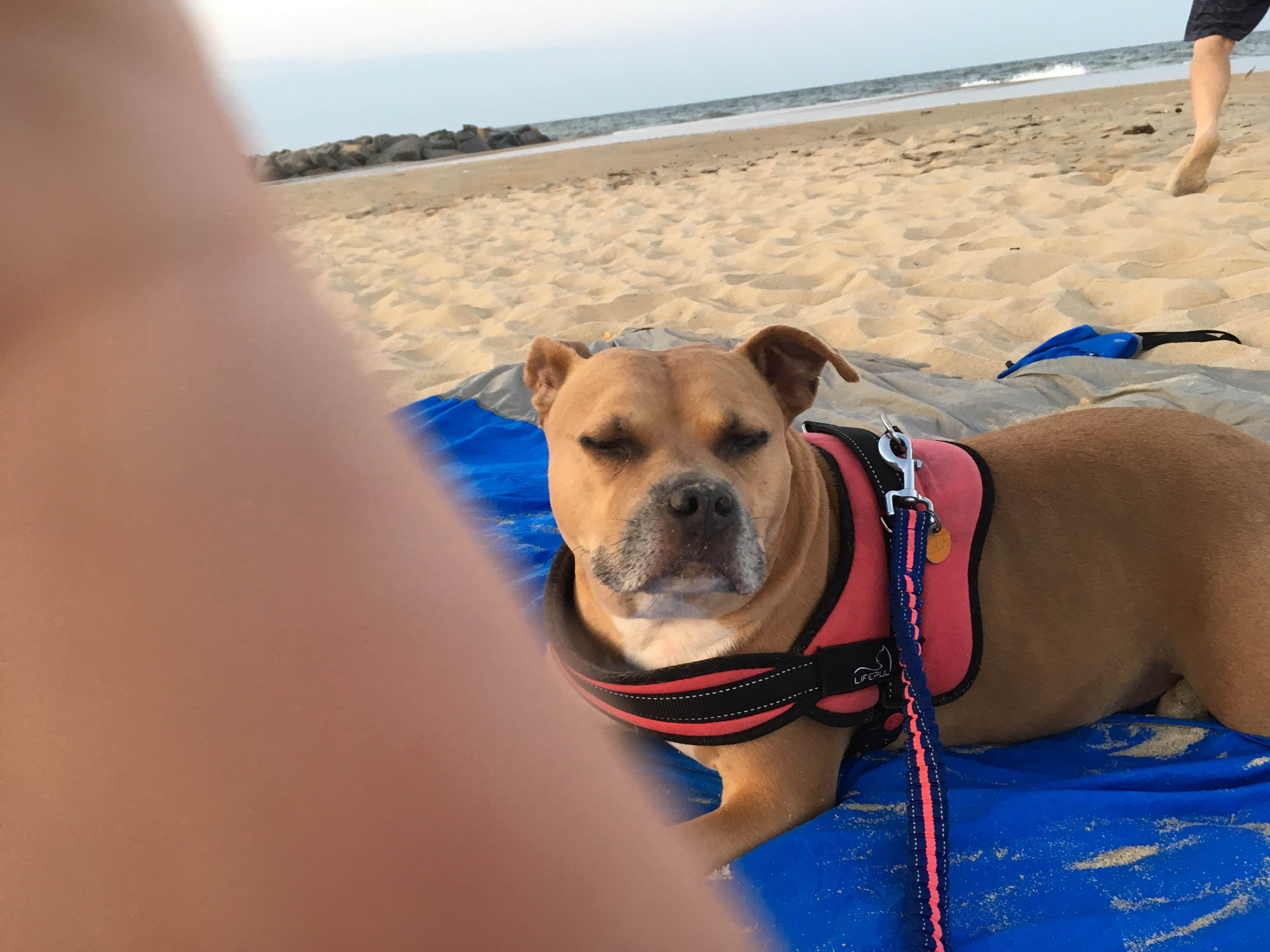 Greg A.'s photo of camping with pets at Cape Henlopen State Park Campground near Lewes, DE