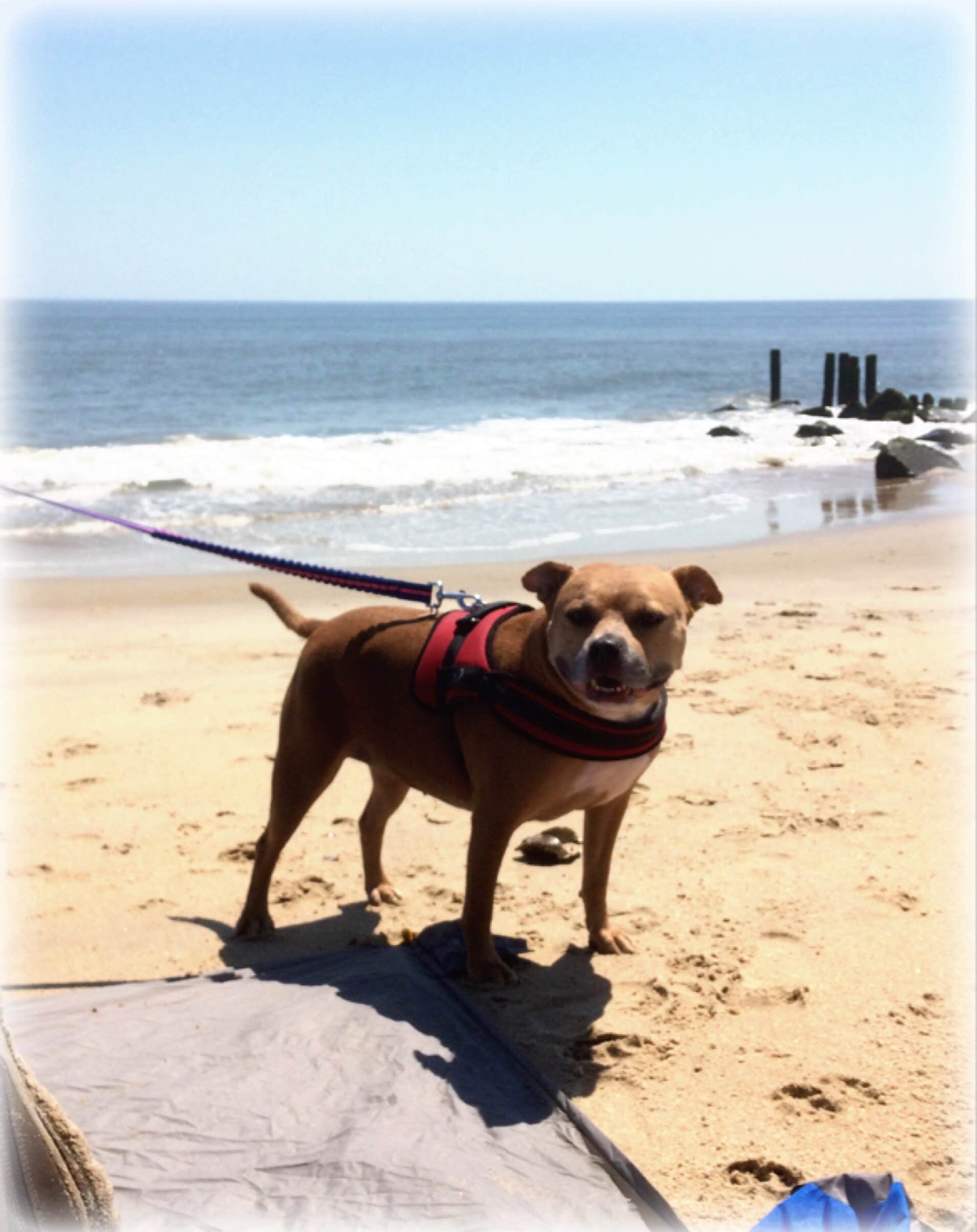 Greg A.'s photo of camping with pets at Cape Henlopen State Park Campground near Milford, DE