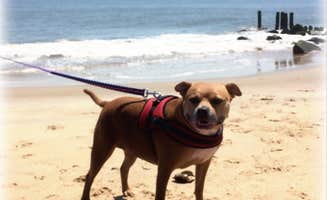 Greg A.'s photo of camping with pets at Cape Henlopen State Park Campground near Wildwood, NJ