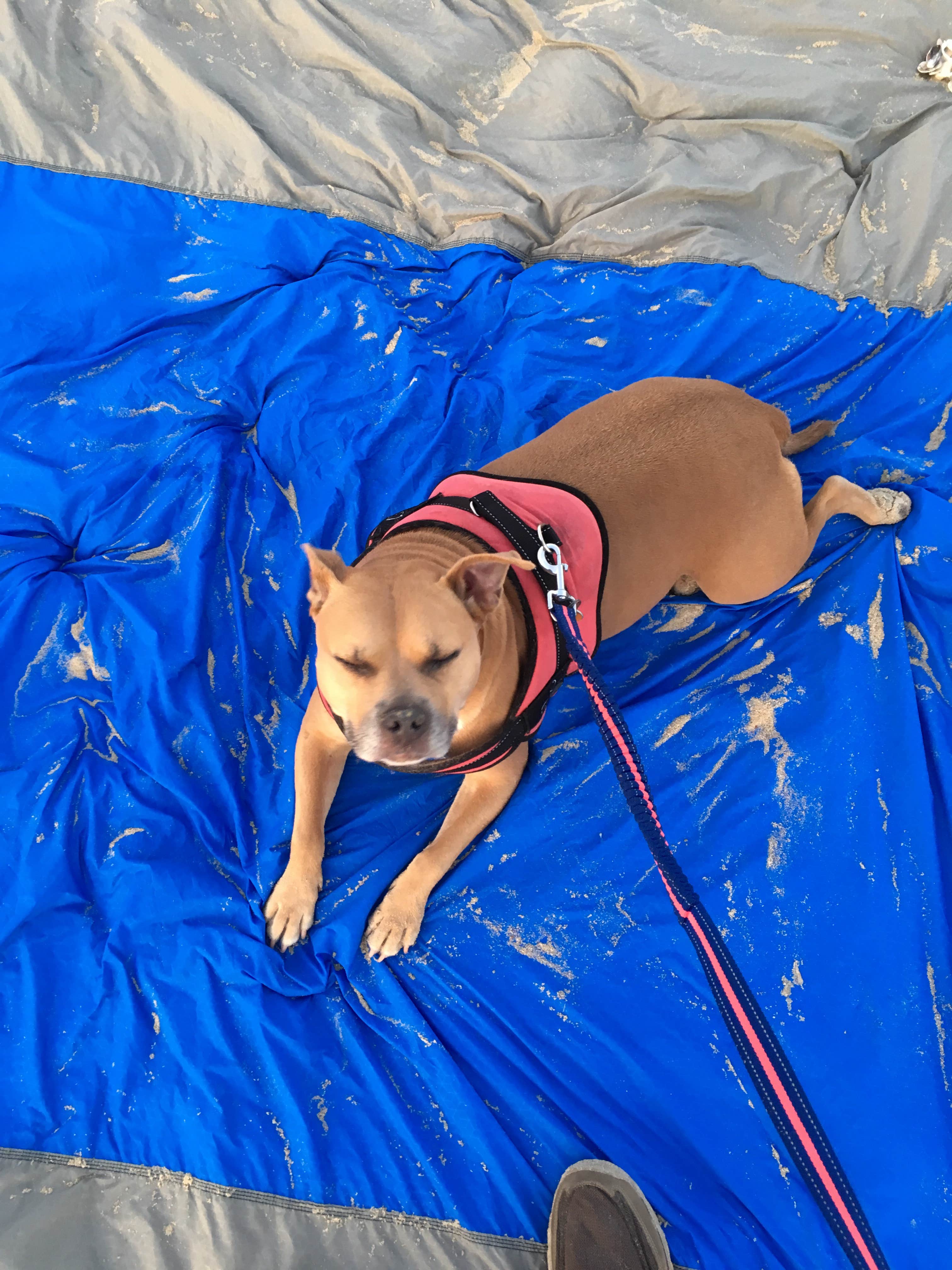 Greg A.'s photo of camping with pets at Cape Henlopen State Park Campground near Lewes, DE