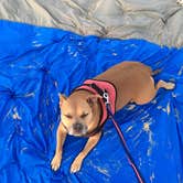 Review photo of Cape Henlopen State Park Campground by Greg A., July 20, 2018
