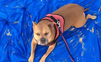 Greg A.'s photo of camping with pets at Cape Henlopen State Park Campground near Seaford, DE