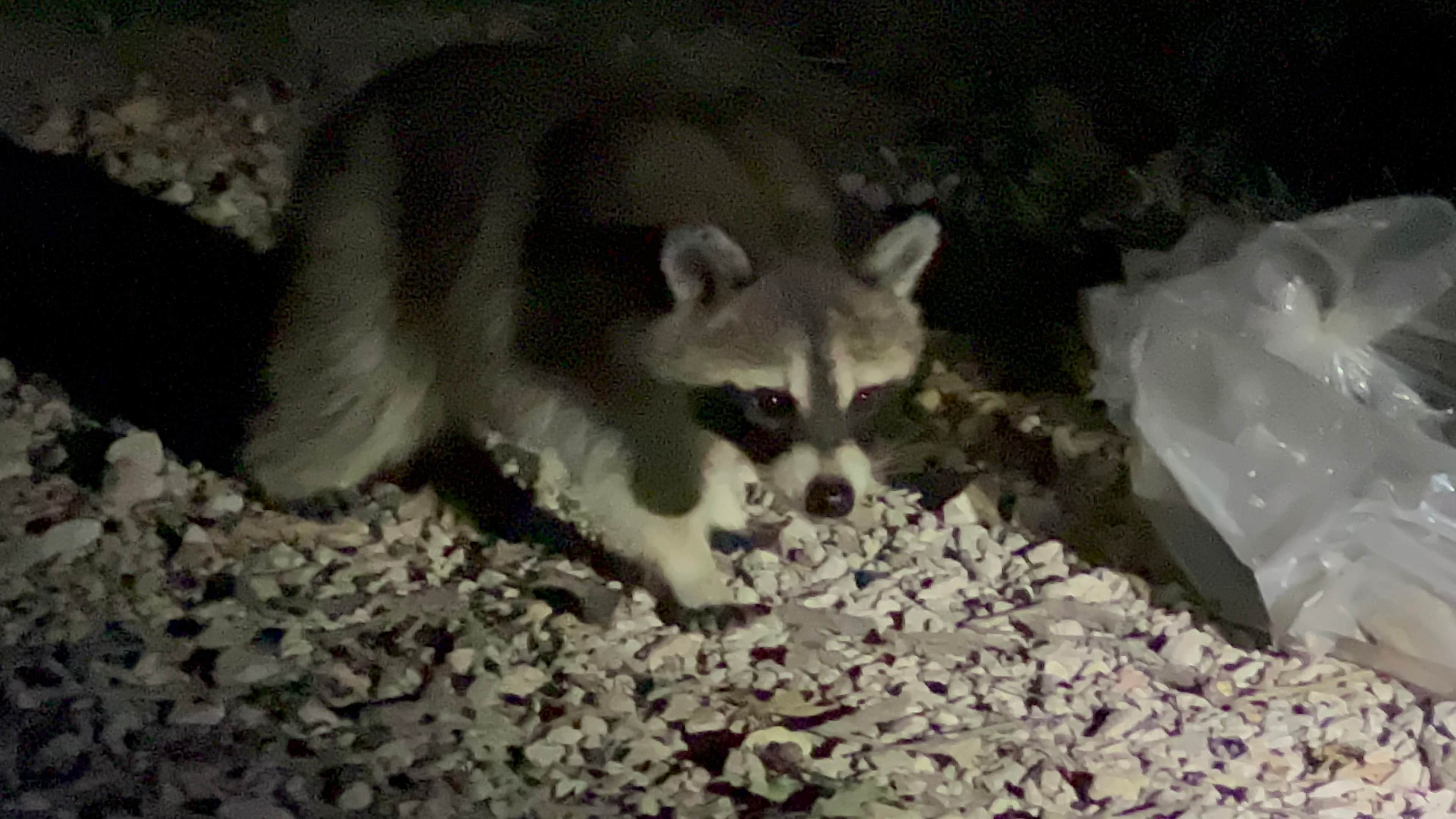 Darren's photo of camping with pets at Bloomington East near Topeka, KS