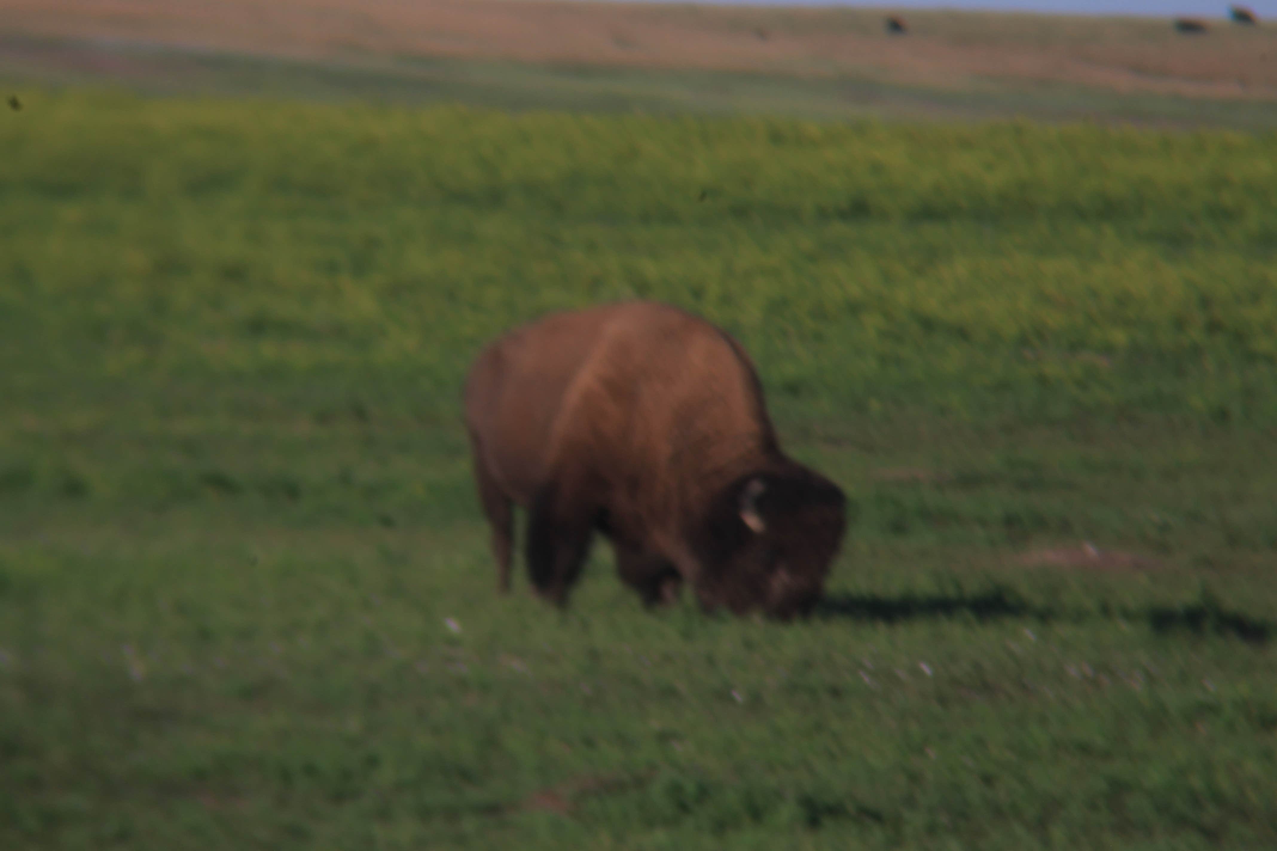 Camper submitted image from Custer Trail - 4