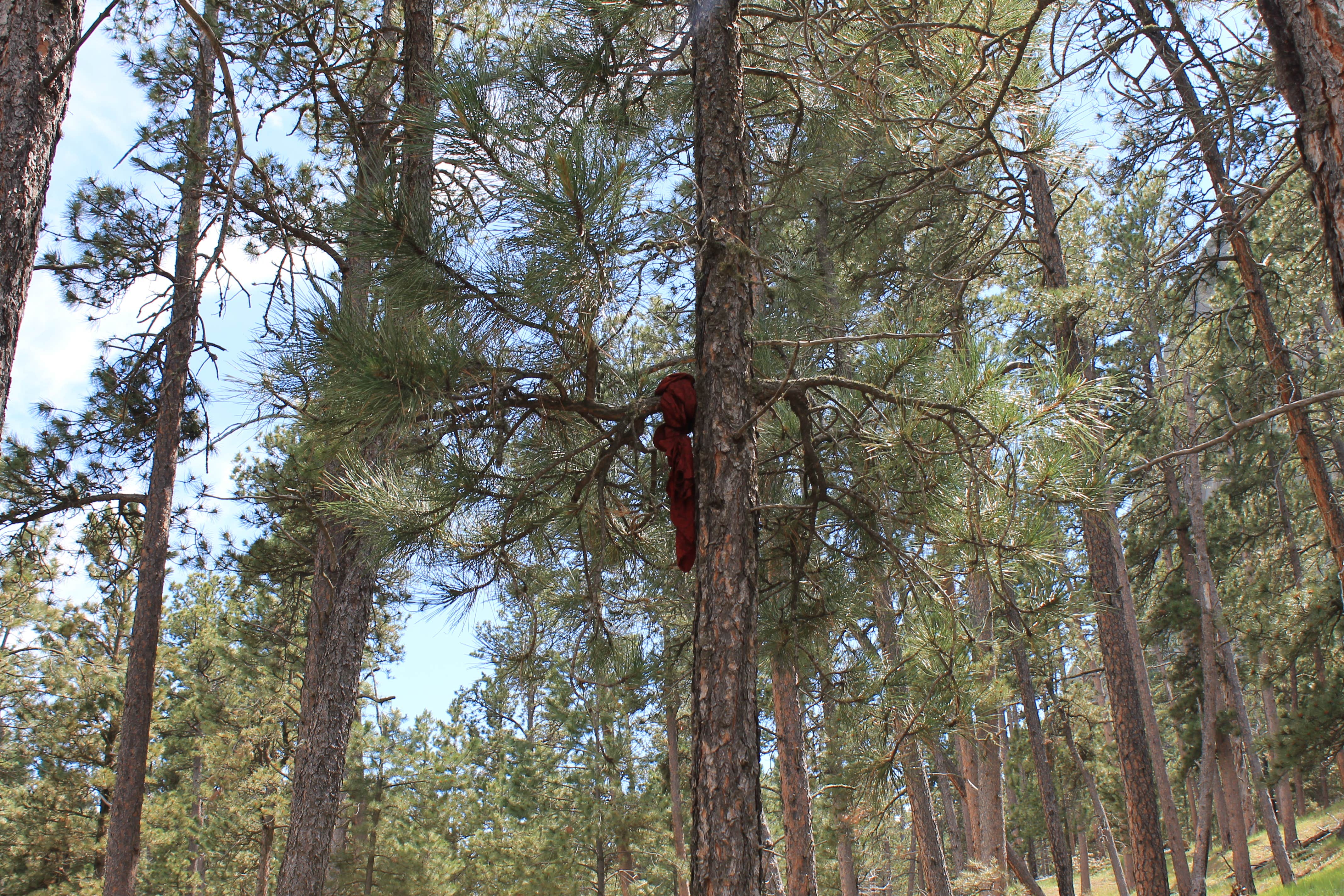 Camper submitted image from Custer Trail - 2