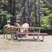 Review photo of Two Medicine Campground by Adam Z., July 22, 2022