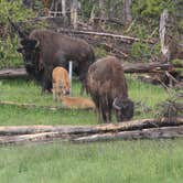 Review photo of Grant Village Campground — Yellowstone National Park by Marlene  R., July 20, 2018