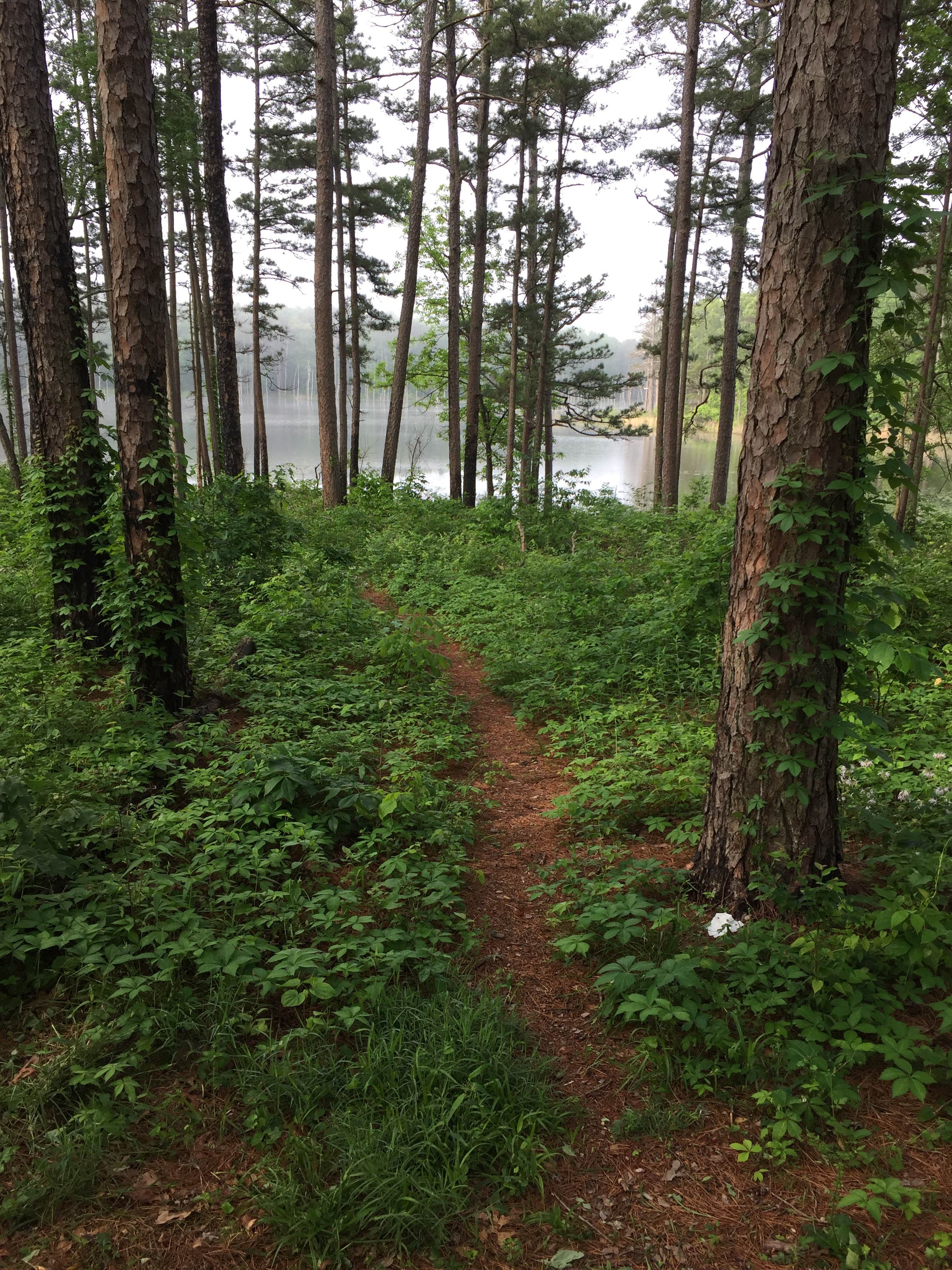 Camper submitted image from Pinewoods Lake Rec Area — Mark Twain National Forest - 2