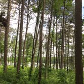 Review photo of Pinewoods Lake Rec Area — Mark Twain National Forest by Bill S., July 20, 2018