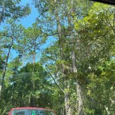 Review photo of Carolina Beach State Park Campground by Claire K., July 23, 2022