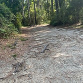 Review photo of Carolina Beach State Park Campground by Claire K., July 23, 2022