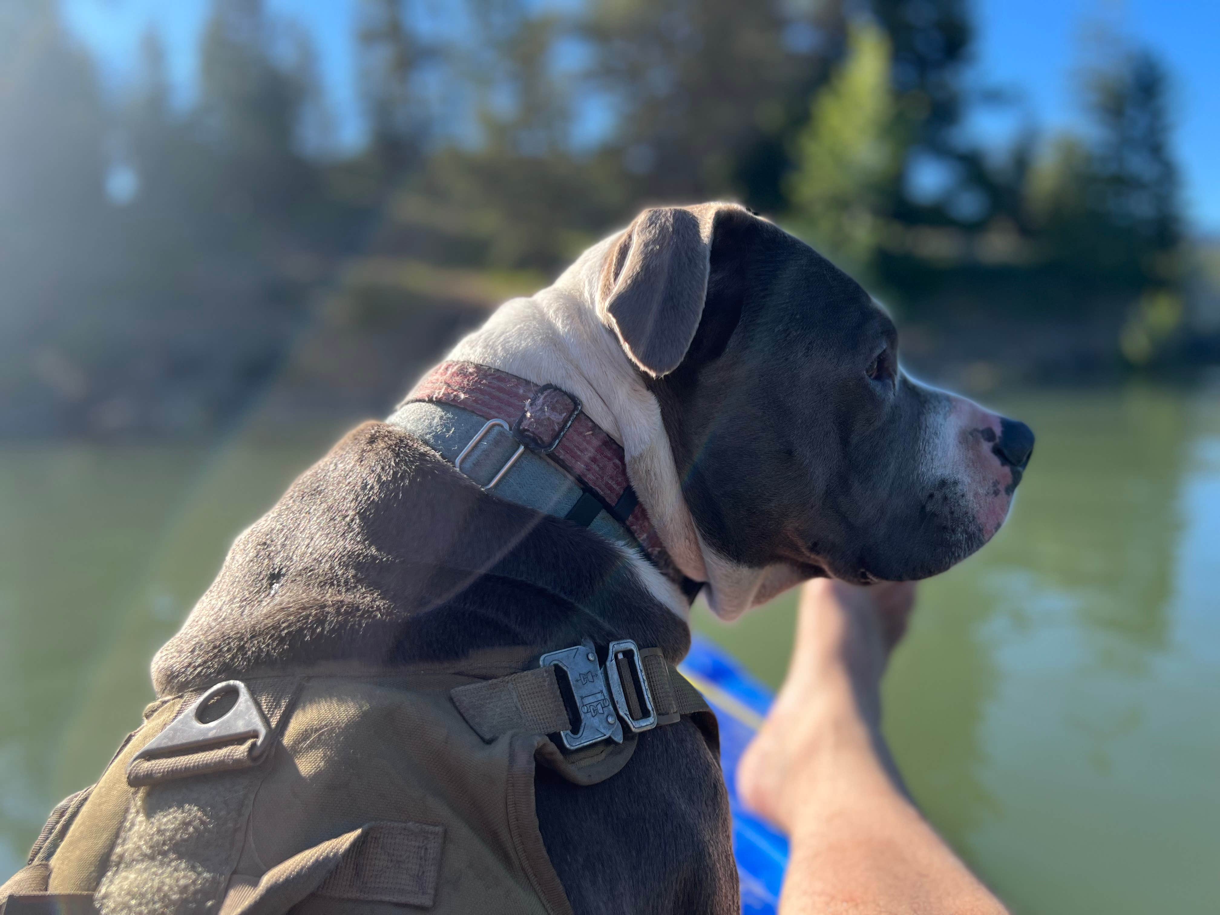 Jeff K.'s photo of camping with pets at Fish Creek Dispersed near Yakima, WA