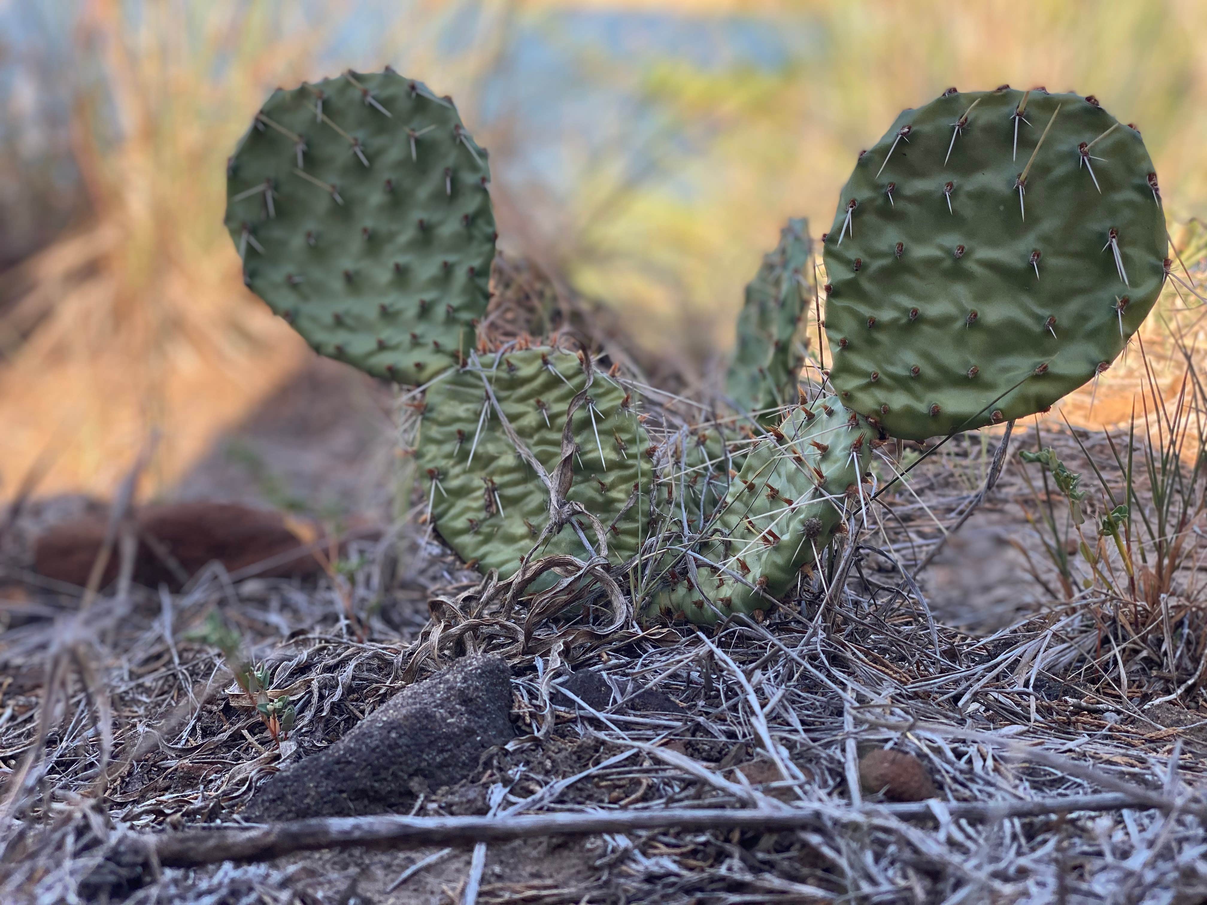 Camper-submitted photo at Grama Hell Creek Area Campground — Wilson State Park near Claflin, KS